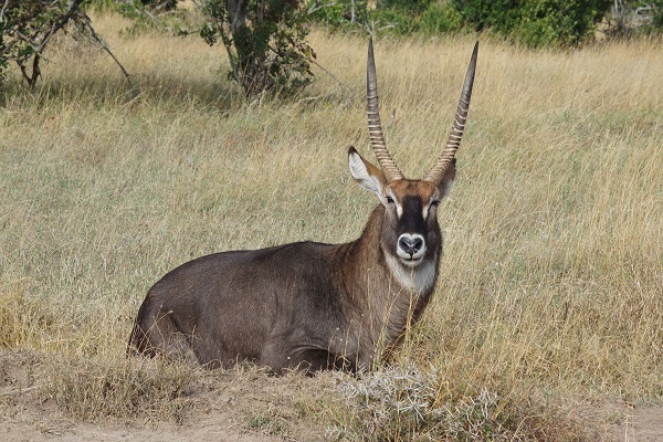 Waterbuck - Kobus ellipsiprymnus